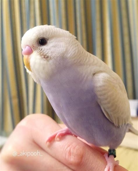 Rare Budgie Colors
