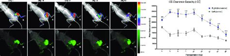 Impaired lymphatic ICG clearance capacity (ICC) of the intervened limb... | Download Scientific ...