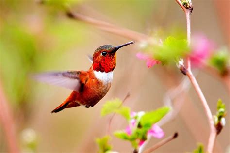 Birds And Flowers 4K Wallpaper - Bird With Flowers Wallpapers Wallpaper ...