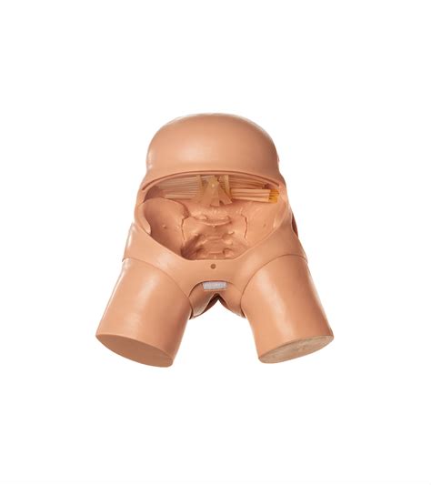 Abdomen Without Abdominal Wall - Adam,Rouilly