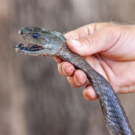 Black Mamba Vs King Cobra Fight