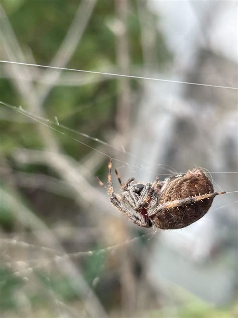 Orb weaver? : r/whatsthisbug