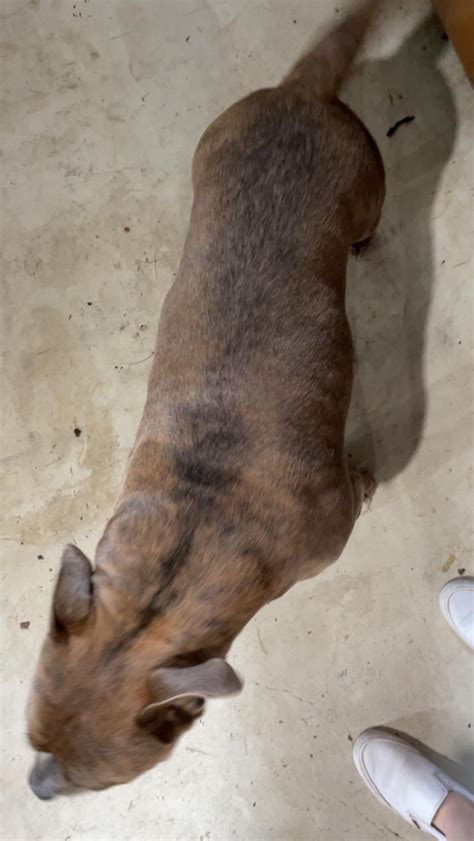 tips for hamster overweight without vet 10