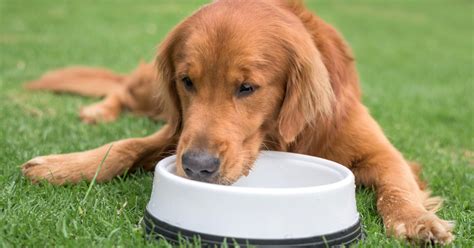 paws itively safe tips  keeping  pets healthy  safe