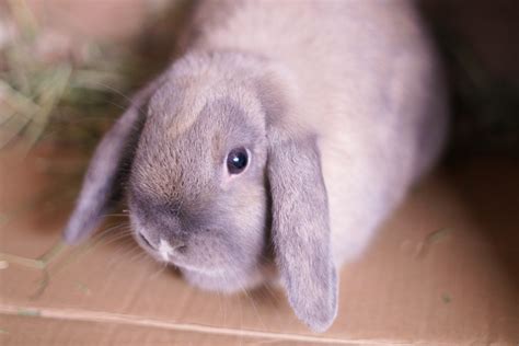 animal shelter and rescue near me 7
