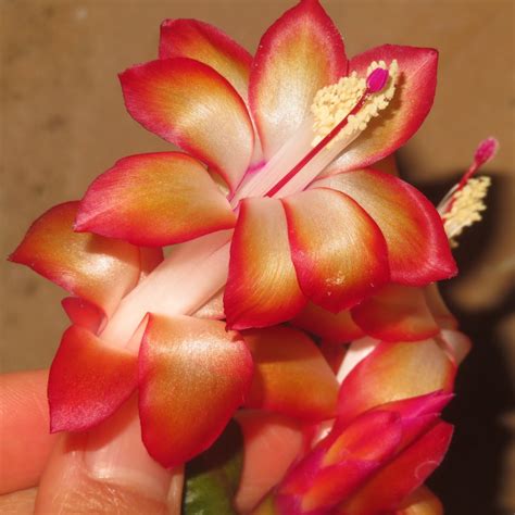 Schlumbergera cv Samba Brazil / SCHLUMBERGERA CV / SHOP | CULTURE PLANTS