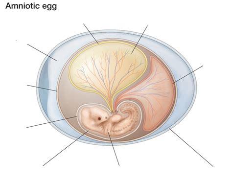 Amniotic egg Diagram | Quizlet