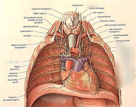 cardiac inntervation diagram quizlet