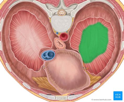 Superior phrenic artery: Anatomy, supply | Kenhub