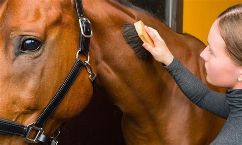 how to care for a horse for beginners