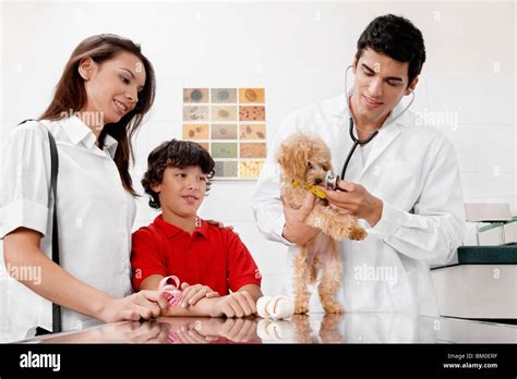 Vet examining a dog Stock Photo - Alamy