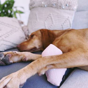 Catnip for Dogs: Is it Safe? · Kinship