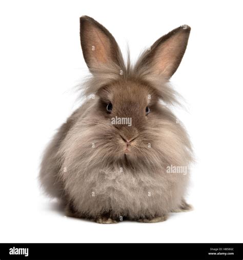 lionhead rabbit colors atelier yuwaciaojp