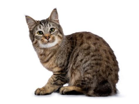 Pixie-Bob Cat | Breed Information, Personality & Common Health Issues