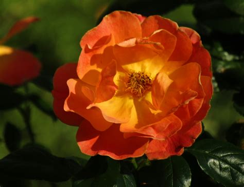 Autumn Rose by Demasc1