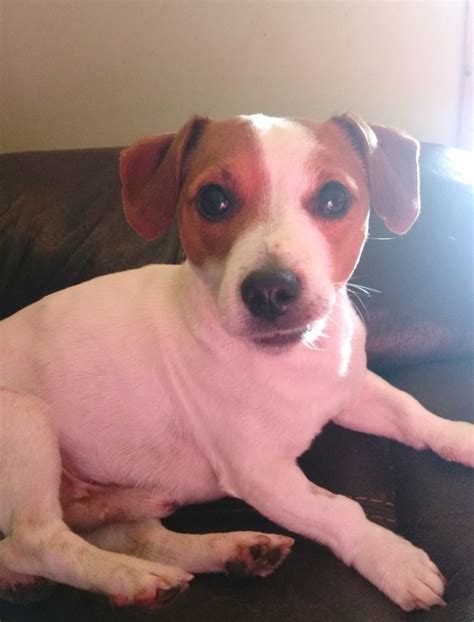 Ben the miniature Jack Russell needs a new home - DAWG