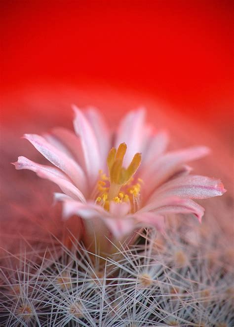 mammillaria lenta (20) | Bloom, Plants, Flowers