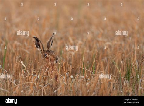 Brown Hare in their natural habitat Stock Photo - Alamy