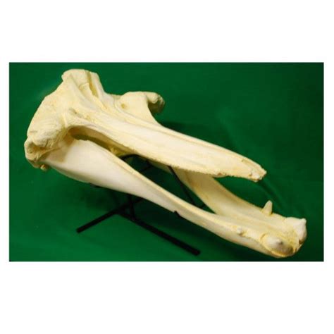 Baird's Beaked Whale Male Skull Replica | DINOSAURS ROCK SUPERSTORE ...