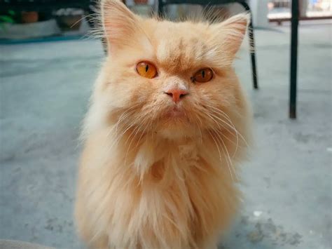 Persian Cat Male vs. Female: The Differences Between This Breed's Genders