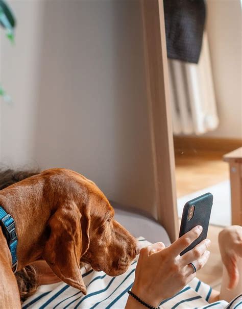 7 Tips to Extend Your French Bulldog’s Lifespan - PetLab Co