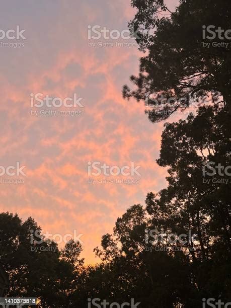 Dan Langit Biru Di Antara Pepohonan Saat Matahari Terbenam Foto ...