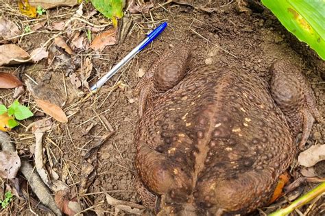 riesen kroete  australien ist  schwer wie ein baby