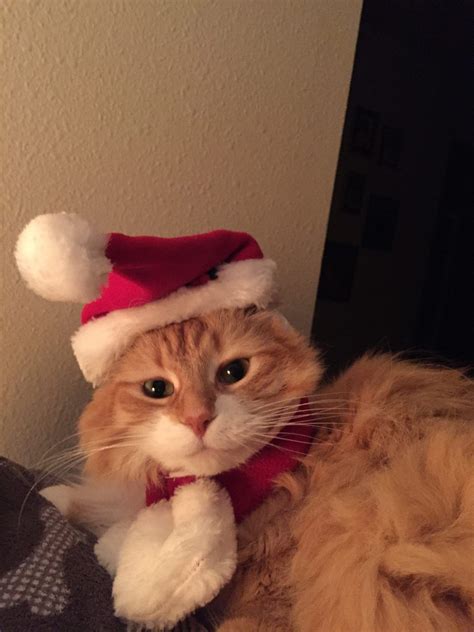 Cute Christmas Cat with Santa Hat