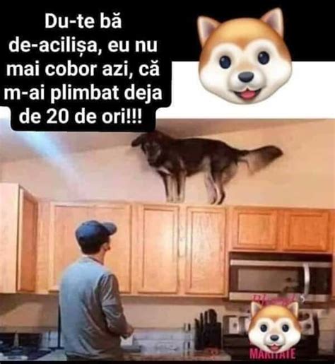 di Blidar Tudor su Imagini amuzante | Animali