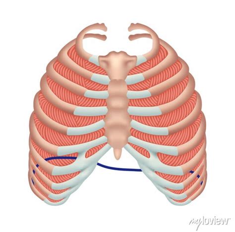 Rib cage and intercostal muscle anatomy posters for the wall • posters ...