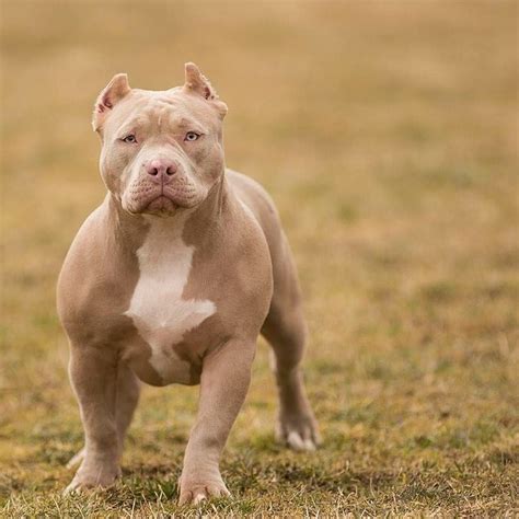 Abkc American Bully Breed Standard - Design Talk