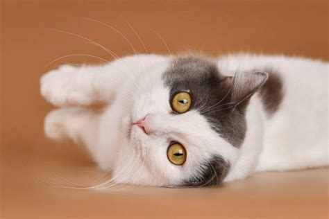 Munchkin Cat Breed Profile - Cat-World