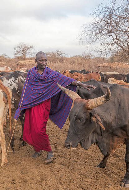 570+ Maasai Cattle Stock Photos, Pictures & Royalty-Free Images - iStock