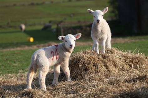 Caldertop Cottage Nature Diary: Spring Lambs 2010