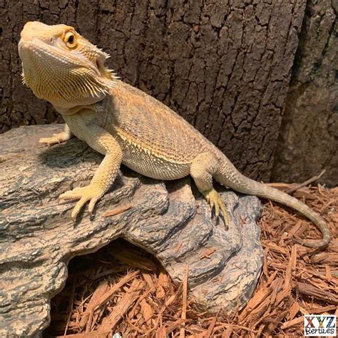 bearded dragon morphs  sale xyzreptiles
