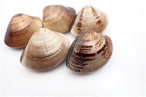 common orient clam hamaguri basic sushi knowledge sushi university