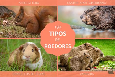 +30 Tipos de roedores salvajes y domésticos - ¡Fotos!