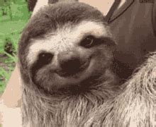 Sloths GIFs | Tenor