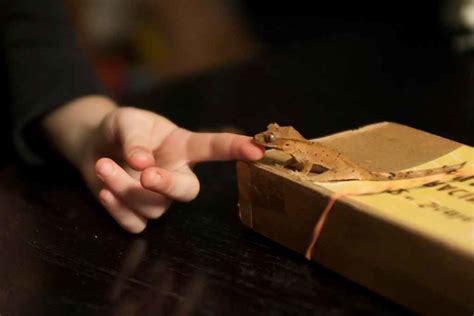 Crested Geckos as Pets