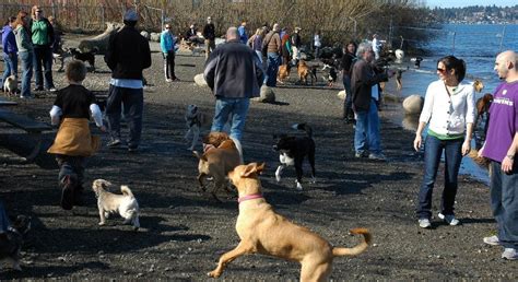 leash dog park etiquette      experience