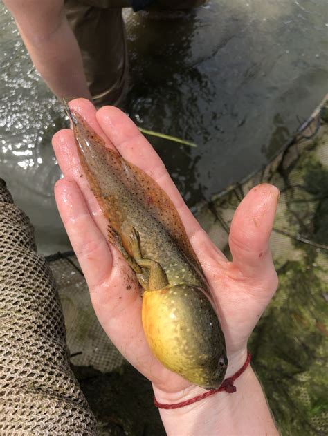 Urban ponds help amphibians thrive in cities - LTER