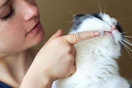 Klippa klor på katten – klipp kattklor såhär| Mjau