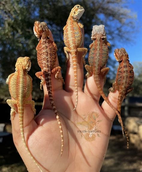 Bearded Dragon Morphs