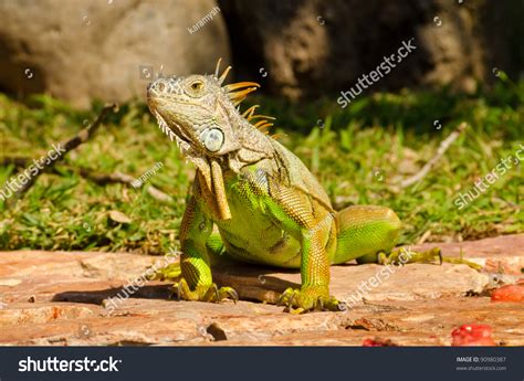 Iguana Eating Fruits Stock Photo 90980387 | Shutterstock