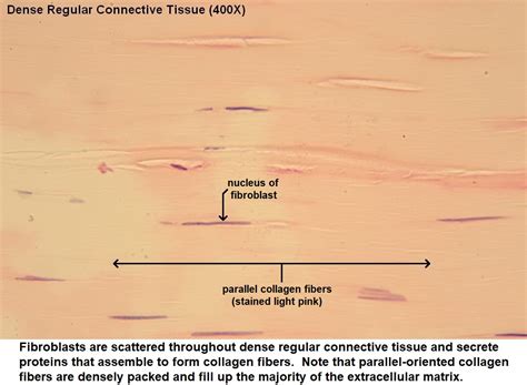 dense connective tissue dense regular ncert section