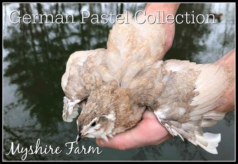 The Variety Choice (MIX COLORS)Coturnix Quail Hatching Eggs – Myshire Farm