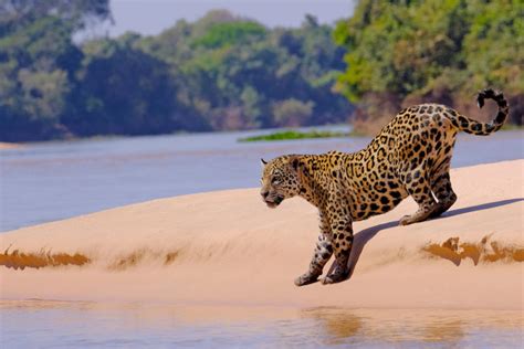 What Do Jaguars Eat? Discover the Jaguar Diet (with Photos) - WildlifeTrip