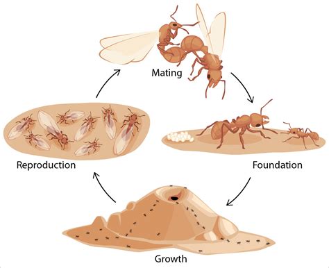 Ant Life Cycle Teachtastic Ecucation - vrogue.co