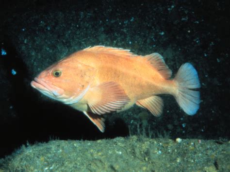 secrets  rockfish longevity revealed life lines  dr dolittle