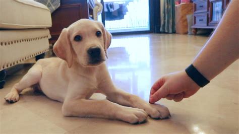 12 week labrador retriever puppy dog training and tricks - YouTube